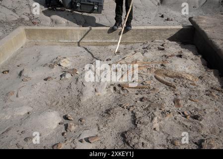 Au moins 57 dinosaures sont morts dans ce lit osseux du parc provincial Dinosaur en Alberta, au Canada. Banque D'Images