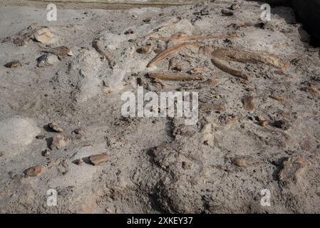 Au moins 57 dinosaures sont morts dans ce lit osseux du parc provincial Dinosaur en Alberta, au Canada. Banque D'Images