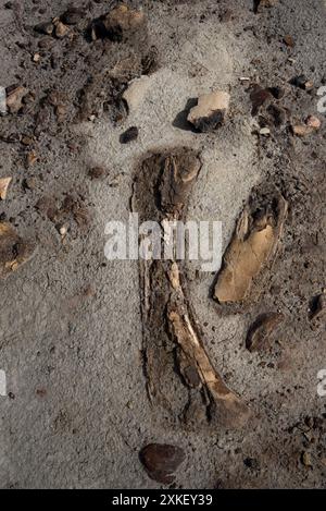 Au moins 57 dinosaures sont morts dans ce lit osseux du parc provincial Dinosaur en Alberta, au Canada. Banque D'Images