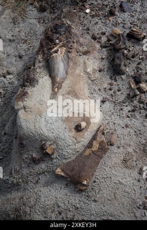 Au moins 57 dinosaures sont morts dans ce lit osseux du parc provincial Dinosaur en Alberta, au Canada. Banque D'Images