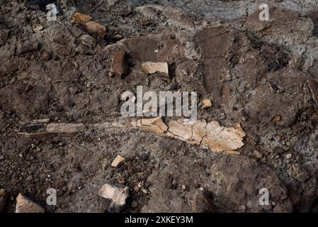 Au moins 57 dinosaures sont morts dans ce lit osseux du parc provincial Dinosaur en Alberta, au Canada. Banque D'Images