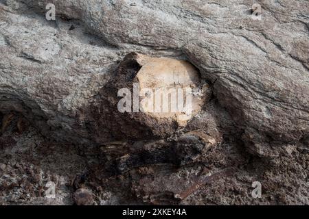 Au moins 57 dinosaures sont morts dans ce lit osseux du parc provincial Dinosaur en Alberta, au Canada. Banque D'Images