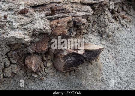 Au moins 57 dinosaures sont morts dans ce lit osseux du parc provincial Dinosaur en Alberta, au Canada. Banque D'Images