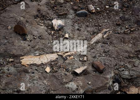 Au moins 57 dinosaures sont morts dans ce lit osseux du parc provincial Dinosaur en Alberta, au Canada. Banque D'Images