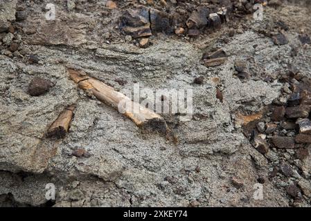 Au moins 57 dinosaures sont morts dans ce lit osseux du parc provincial Dinosaur en Alberta, au Canada. Banque D'Images