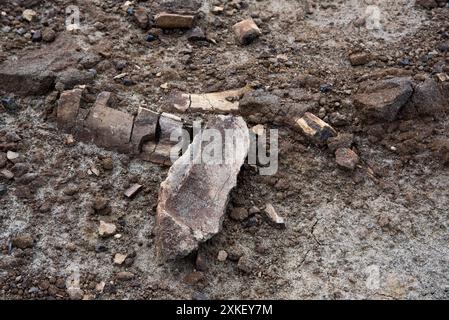 Au moins 57 dinosaures sont morts dans ce lit osseux du parc provincial Dinosaur en Alberta, au Canada. Banque D'Images