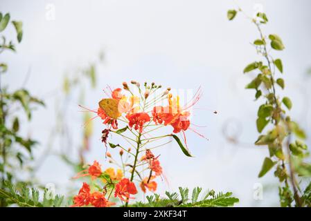 Le papillon Sulphurus, une espèce appartenant au genre phoebis, perché sur une fleur de poinciana ou paon, Caesalpinia pulcherrima, une espèce tropicale à feuilles persistantes Banque D'Images