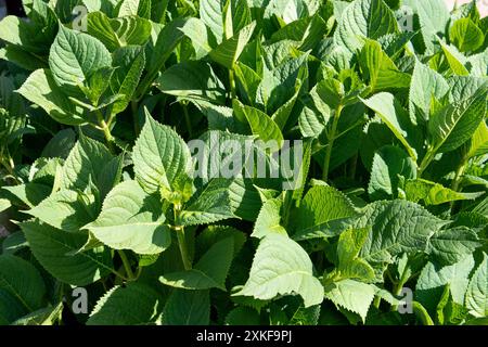 Feuilles de mélisse vert vif, Melissa officinalis vue rapprochée de dessus dans le jardin jour ensoleillé Banque D'Images