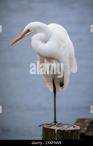 Grande aigrette perchée sur un poteau dans la rivière Noosa, Queensland, Australie. Banque D'Images