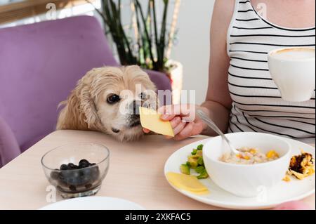 Un spaniel supplie une femme pour une tranche de fromage. Une femme nourrit un chien de la table pendant le petit déjeuner. Banque D'Images