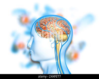 Anatomie de la tête humaine sur le fond médical. illustration 3d. Banque D'Images