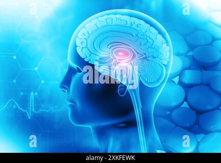 Anatomie cérébrale humaine sur fond scientifique. illustration 3d. Banque D'Images