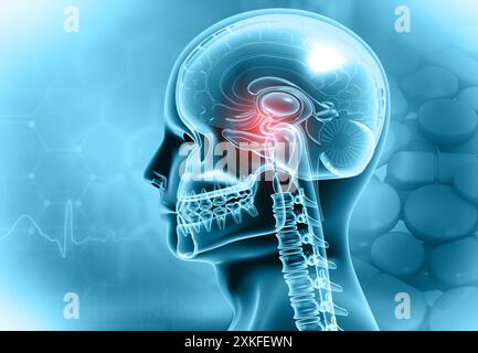 Anatomie cérébrale humaine sur fond scientifique. illustration 3d. Banque D'Images