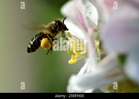 Abeille de miel vole sur la fleur de pomme florissante et la collecte de pollen Banque D'Images