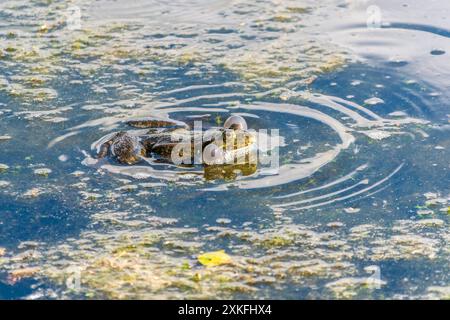 Une grande grenouille verte avec les joues gonflées se trouve dans le marais. Banque D'Images