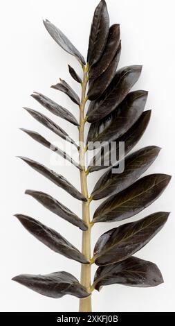 Branche de plante noir zamioculcas zz corbeau sur fond blanc isolé Banque D'Images