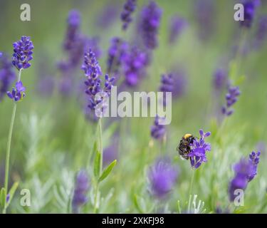 Bourdon sur des fleurs de lavande (Lavandula) dans un champ. Gros plan de Lavandula angustifolia Hidcote Blue. Papier peint. Banque D'Images
