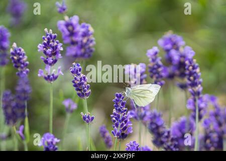 Pieris napi ou papillon blanc à veines vertes sur une fleur de lavande. Le blanc à veines vertes (Pieris napi) est accroché à un nectar de lavande. Macro. Banque D'Images