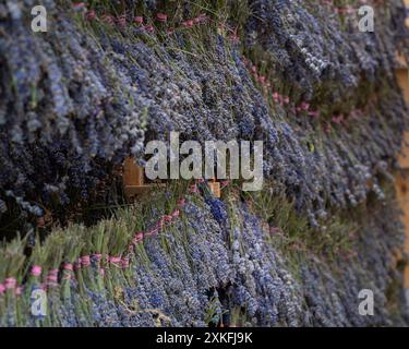 Le processus de séchage de lavande en grappes. Séchage de grappes de lavande dans un hangar avec ventilation naturelle. Le concept de santé, de médecine, de mode. C Banque D'Images