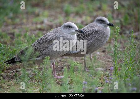 Deux mouettes debout sur l'herbe dans leur habitat naturel, observant leur environnement Banque D'Images