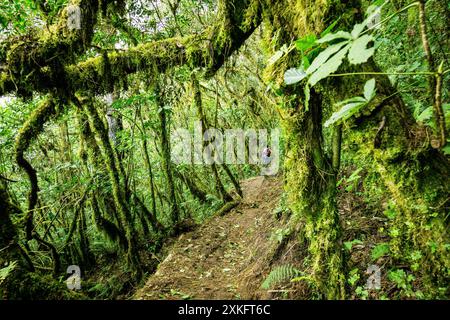 Forêt de nuages sur les pentes du volcan Toliman, lac Atitlan, Guatemala, Amérique centrale. Banque D'Images