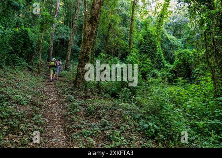 Forêt de nuages sur les pentes du volcan Toliman, lac Atitlan, Guatemala, Amérique centrale. Banque D'Images