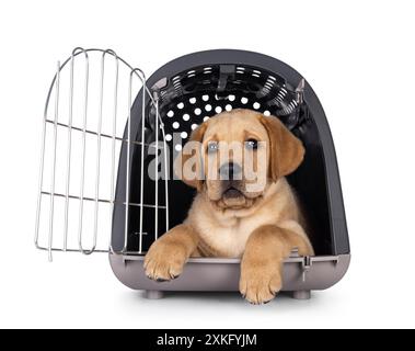 Chiot chien Labrador mignon de 7 semaines, reposant dans une boîte de transport pour animaux. En regardant vers la caméra. Isolé sur fond blanc. Banque D'Images