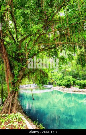 Arbre vert près du canal avec de l'eau Azur dans le jardin tropical Banque D'Images