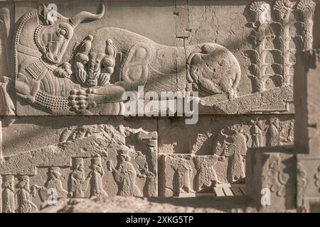 Sculptures en bas-relief d'un lion chassant un taureau à Persépolis, l'ancienne capitale persane datant d'environ 500 B. C situé au nord-est de Shiraz, Iran Banque D'Images