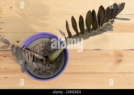 Noir Zamioculcas Zamiifolia plante mourante dans un pot sur un fond en bois Banque D'Images