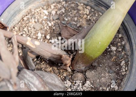 Gros plan de la plante Zamioculcas Zamiifolia mourante dans pot Banque D'Images