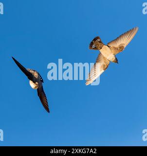 Crag martin (Ptyonoprogne rupestris, Hirundo rupestris), deux martins en vol dans le ciel bleu, Espagne Banque D'Images