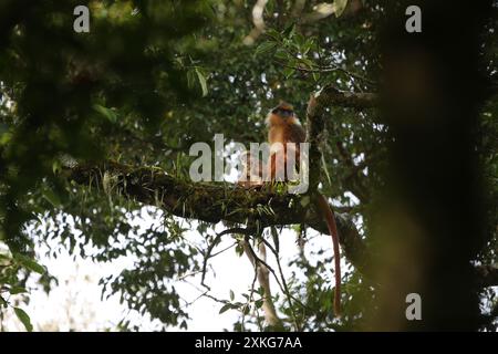 Singe à feuilles baguées, singe à feuilles à crête noire, surili, Sumatra Surili, singe à feuilles en onglet, Langur à onglet jaune, langu de Sumatra à crête noire Banque D'Images