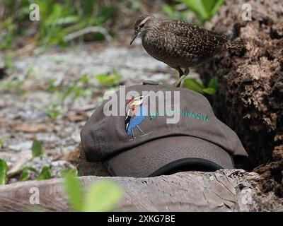 Tuamotu Sandpiper (Prosobonia parvirostris), perché sur une casquette et admirant l'oiseau brodé, vue de côté, Polynésie française Banque D'Images