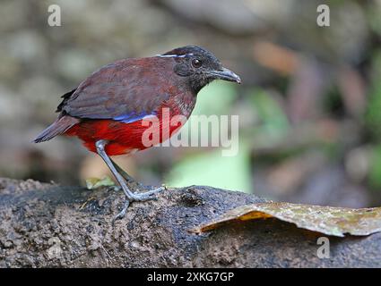 Pitta couronné noir, gracieux Pitta (Erythropitta venusta), perché sur le sol des forêts tropicales, Indonésie, Sumatra Banque D'Images