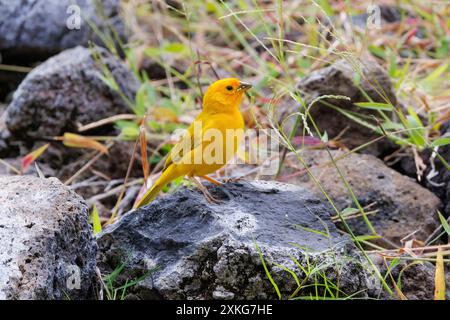 finch safran (Sicalis flaveola), assis sur la lave, USA, Hawaii, Big Island Banque D'Images