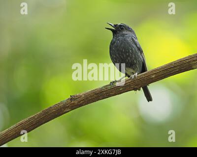 Damar Flycatcher, Damar Blue Flycatcher (Ficedula henrici), chantant mâle sur une branche, Indonésie, mer de Banda Banque D'Images