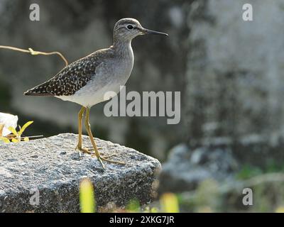 Piper de sable en bois (Tringa glareola), assis sur un mur, Indonésie, mer de Banda Banque D'Images