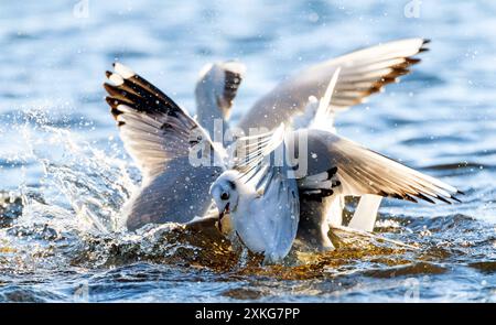 Goéland à tête noire (Larus ridibundus, Chroicocephalus ridibundus), mouettes luttant pour la nourriture sur l'eau, pays-Bas Banque D'Images