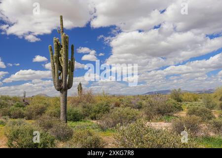 Cactus saguaro (Carnegiea gigantea, cereus giganteus), grand spécimen solitaire, États-Unis, Arizona, parc régional McDowell Moutain, Rio Verde Banque D'Images