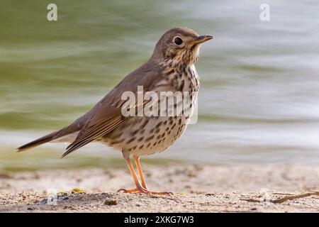 Muguet de chant (Turdus philomelos), assis au bord de l'eau, Koweït, Al Abraq Banque D'Images