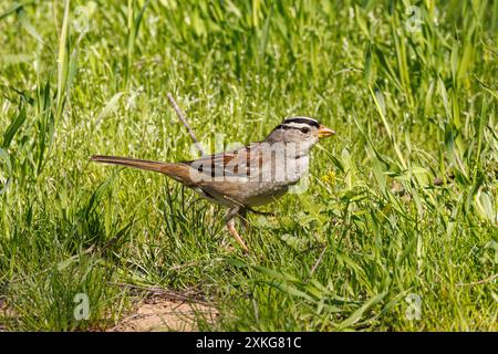 Moineau à couronne blanche (Zonotrichia leucophrys), recherche de nourriture sur le sol, États-Unis, Arizona Banque D'Images