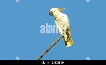 Cacatoès à crête de citron (Cacatua sulphurea citrinocristata, Cacatua citrinocristata), assis sur une branche, appelant, Indonésie, Moluques, mer de Banda, su Banque D'Images