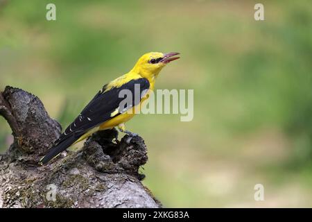 oriole doré (Oriolus oriolus), mâle assis sur une branche et appelle, pays-Bas, Drenthe, Emmen Banque D'Images