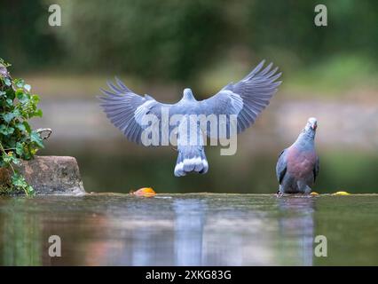 Pigeon trocaz, pigeon laurier de Madère, pigeon à longs orteils (Columba trocaz), paire à un petit ruisseau dans une forêt de lauriers, Madère Banque D'Images