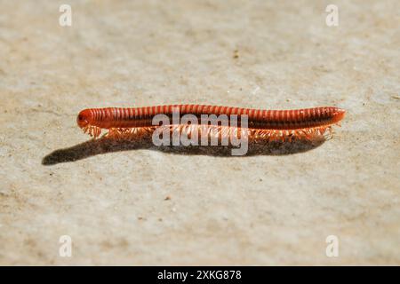 Millepede, mille-legger, myriapodien (Myriapoda), en contre-jour, États-Unis, Hawaii Banque D'Images