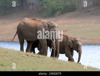 Éléphant d'Inde (Elephas maximus indicus, Elephas maximus bengalensis), éléphant vache allant à un point d'eau pour boire avec deux jeunes éléphans Banque D'Images