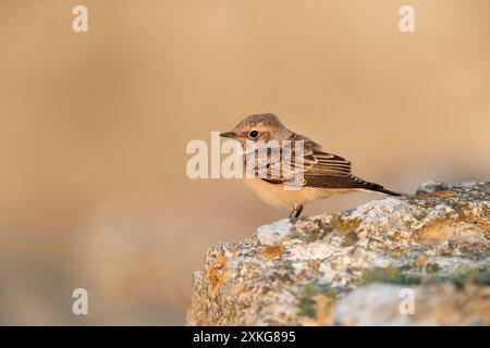 pied Wheatear (Oenanthe pleschanka), premier hiver pied Wheatear pendant la migration d'automne, perché sur un vieux mur, Bulgarie, Cap Kaliakra Banque D'Images