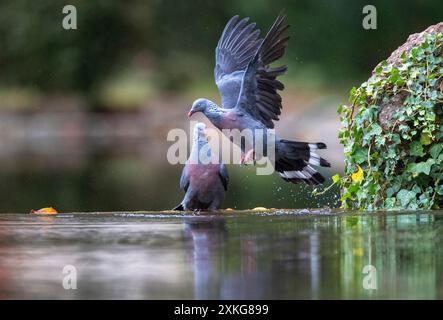 Pigeon trocaz, pigeon laurier de Madère, pigeon à longs orteils (Columba trocaz), paire à un petit ruisseau dans une forêt de lauriers, Madère Banque D'Images