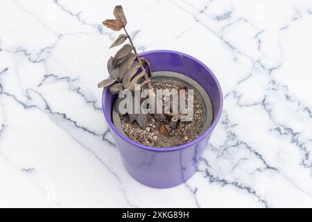 Zamioculcas zamiifolia plante séchée dans un pot violet sur un sol en marbre Banque D'Images